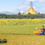 tractors in a field with golden temple in the background