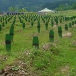 A caption of a cemetery of war victims in Bosnia-Herzegovina