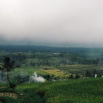 Rice fields on a foggy day