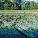 Boat in a lotus pond and trees in daytime