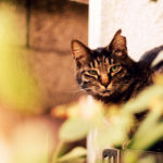 Tabby cat amongst plants