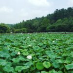a body of water full of lotus leaves.
