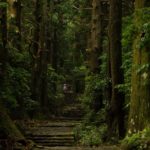 A forest path towards the shrine in Japan