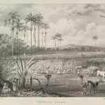 Cutting sugar cane in Trinidad, 1836. Lithograph courtesy Wikimedia Commons